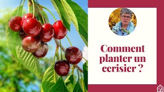 Comment planter un cerisier  🍒 [upl. by Cardwell695]