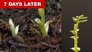 Chick Pea Growing 7 Days Time Lapse [upl. by Dnomal]