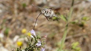 quotFalena Colibrìquot al rallentatore  Slow motion quotHummingbird Mothquot [upl. by Amandy]