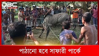 ধাওয়া করে নীলগাই আটক  DBC News Special [upl. by Desiree]