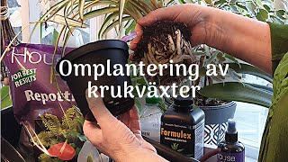 Omplantering av krukvaxter [upl. by Winshell994]