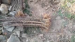 Apple root stocks propagation रूट स्टॉक कैसे तैयार करें M9 root stock plantation 2021 [upl. by Htedirem]