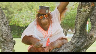 Animalia Orangutan Rambo models some fresh styles [upl. by Phail]