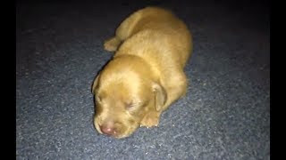 Baby PitbullBoxer Mix Puppies Part 2  Belly Rub [upl. by Drucy]