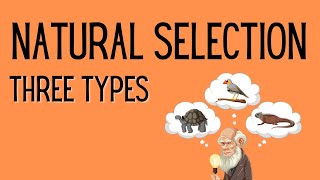 Natural Selection  3 Types [upl. by Flatto]