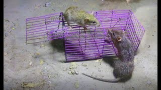 Live capture mouse trap  live rat traps [upl. by Abran835]