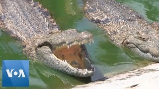 Men Save 25000 Crocs in Mozambique Amid Cyclone [upl. by Ahtenak]