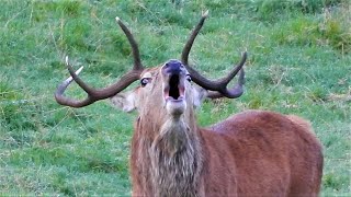 RED DEER RUT 2021 👀 Dancing STAG Charging 👀 [upl. by Akinahc224]