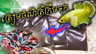 រៀបចំចំណីត្រីក្រឹមទុកពេលដាច់ចំណី Preparing fish for summer season [upl. by Gnirps]