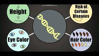 Biology with subtitle through AMOEBA SISTERS  DNA Chromosomes Genes and Traits [upl. by O'Doneven281]