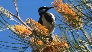 Bluefaced Honeyeater 76 [upl. by Tatia]