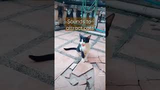 Sounds to attract cats [upl. by Adien]