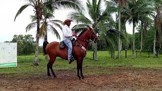 LOTE 71 feria Equina 4 subasta Santa Clara feria Equina 4 subasta Santa Clara [upl. by Hgielrebma]