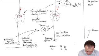 Adrenergic Drugs Medications Acting on Preganglionic amp Postganglionic Fibers of the ANS Part 16 [upl. by Lucas]