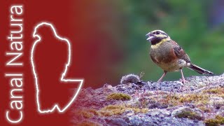 Escribano soteño Emberiza cirlus Cirl Bunting 4K [upl. by Swope214]