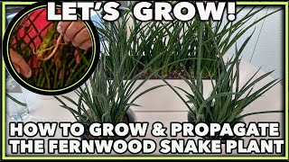 DWARF SNAKE PLANT CARE [upl. by Lal]