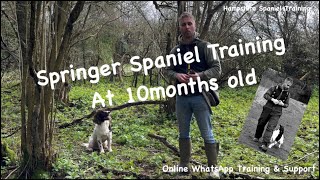 Unveiling My Journey with 10MonthOld Springer Spaniel [upl. by Sifan]