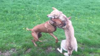 Saarloos Wolfhund mit Ridgeback im Spiel [upl. by Ainocal]