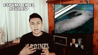 ¿Por que MI ACUARIO TIENE ESPUMA  ESPUMA EN EL ACUARIO  AcuariosLP [upl. by Colet143]