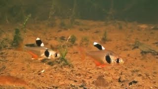 Kaffeebohnensalmler und andere kleinbleibende Salmler im natürlichen Habitat FranzösischGuayanas [upl. by Aliam]