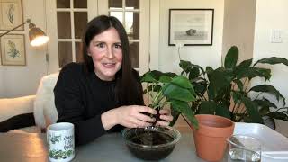 Repotting a pothos plant [upl. by Enelloc]