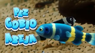 🐟 COMO CUIDAR al PEZ GOBIO ABEJA o Avispa 🐠🌿 peces gobios aquariumfish [upl. by Garcia]