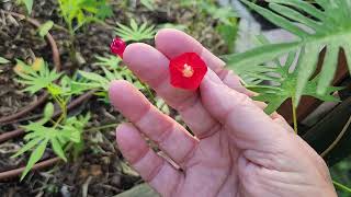 Cardinal Climber from seed  sow in spring  Texas Gulf Coast Zone 9ab hummingbird butterfly [upl. by Merv]