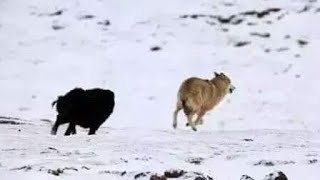 Top 10 Tibetan Mastiff Fend Off Wolf Caught On Camera  Wolf vs Dog [upl. by Niawd85]