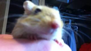 How to tell if your gerbils are fighting [upl. by Llehcar]