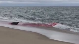 Great White Shark Seal Attack in Cape Cod Caught On Camera [upl. by Cyma]