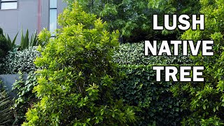 LUSCIOUS® Tristaniopsis is a gorgeous shiny foliage landscape tree  Ozbreed Advanced Tree Range [upl. by Corilla]