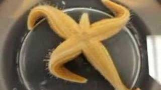 Time Lapse Starfish flipping over [upl. by Htur291]