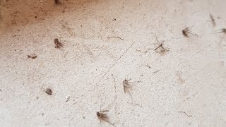 How To Kill Mosquitoes In Home 100 Working [upl. by Niai]