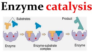 Enzyme catalysis mechanism [upl. by Alissa]