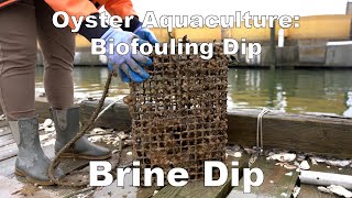 Oyster Aquaculture Biofouling Dip Tutorial Brine Solution [upl. by Matless]