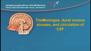 The Meninges dural venous sinuses and circulation of CSF [upl. by Leugimesoj]