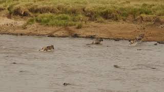 Crocodile action at Wildebeest crossing Mara River [upl. by Attey856]