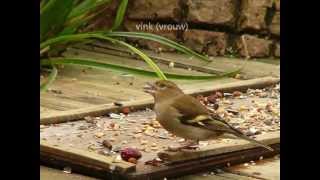 29 soorten vogels in de tuin [upl. by Akinuahs]