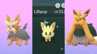 CATCHIG SHINY LILLIPUP IN POKEMON GO Shiny Herdier and Shiny Stoutland Evolutions [upl. by Chretien969]