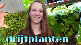 Alles over drijfplanten in het aquarium Nickey [upl. by Buyers]