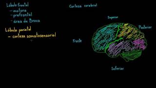 Revisión de las funciones de la corteza cerebral  Biología  Khan Academy en Español [upl. by Leo]