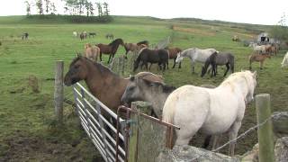 Feral ponies from welfare round up find home with Ian Stark [upl. by Alinoel]