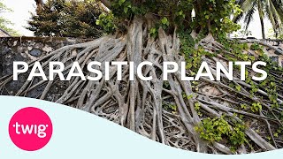 Biology Lesson Idea Parasitic Plants  Twig [upl. by Foster]