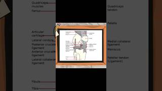 Anatomy of Patella and Patella Fractures patella patellarfracture ortholectures orthopaedics [upl. by Aleik]