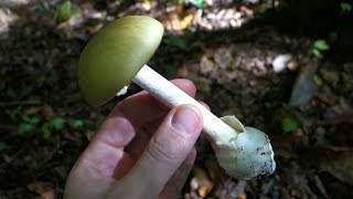 The Deathcap Amanita phalloides [upl. by Rogerson]