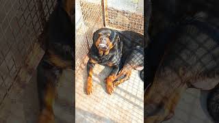 😳 Rottweiler smile 😃 khatrnak roky 😆 🤣 trending funny dog [upl. by Nolie]