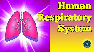 English Human respiratory system  Anatomy and physiology [upl. by Faunia296]