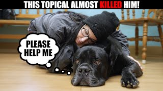 Cane Corso Almost Dies From This Topical Application [upl. by Miguelita]