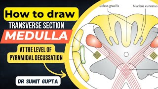 Transverse Section of Medulla  TS of Lower Part of Medulla at Pyramidal Decussation [upl. by Ahsataj]