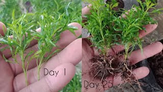 How To Grow Aralia From Cuttings  Golden Aralia Propagation [upl. by Savell]